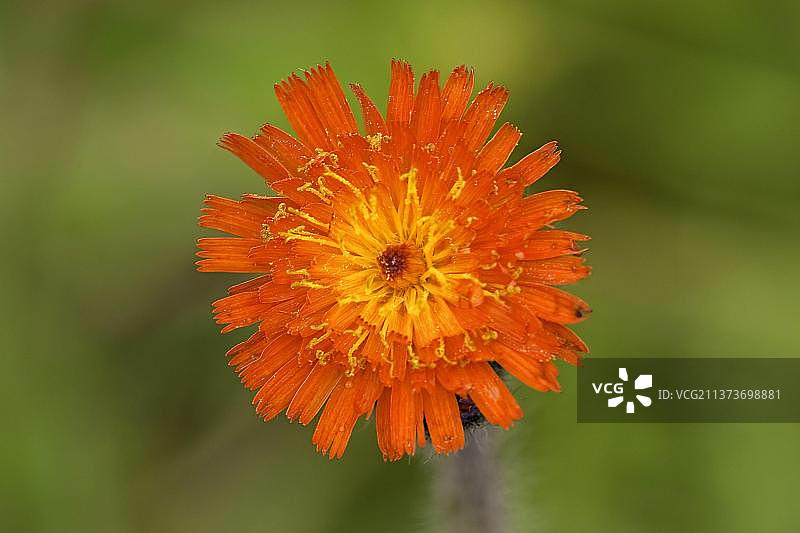 山柳菊特写，英格兰，夏季图片素材