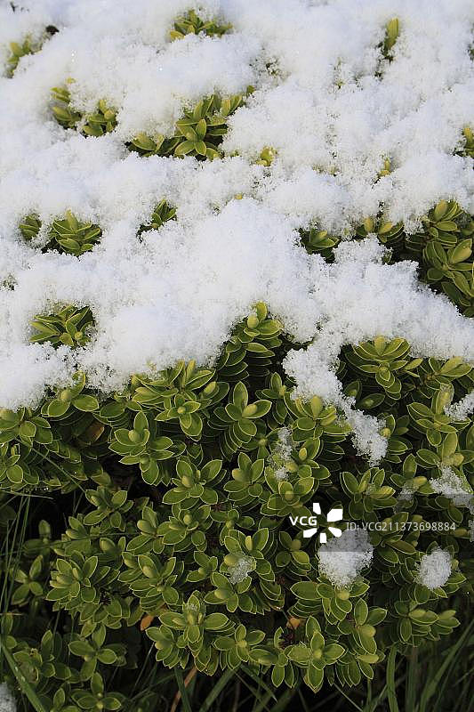 雪地庭院植物图片素材