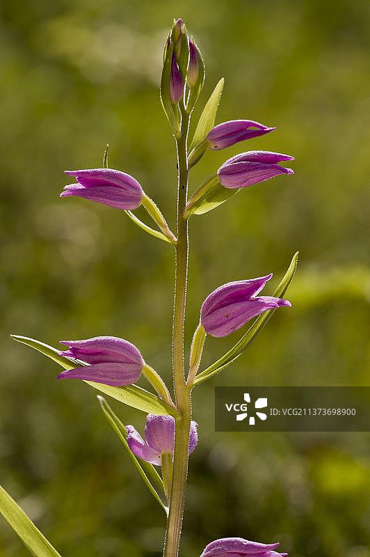 欧洲斯洛文尼亚开花的红色头兰图片素材