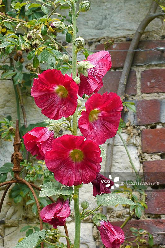 西萨塞克斯郡，花园中靠墙生长的蜀葵（Alcea sp.）图片素材