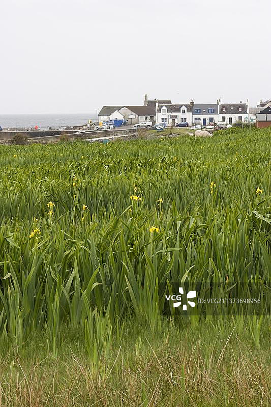 盛开的黄色鸢尾花，近海岸栖息地，苏格兰，英国，欧洲图片素材