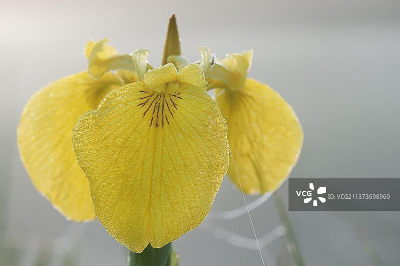 北肯特沼泽的黄色鸢尾花特写，英国肯特郡图片素材