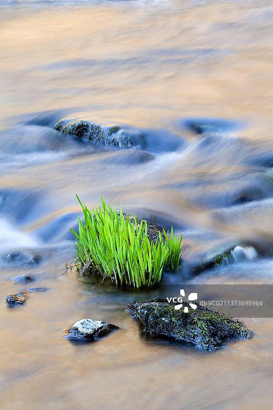 黄色鸢尾花，生长在岩石旁的河边（英国北德文郡）图片素材