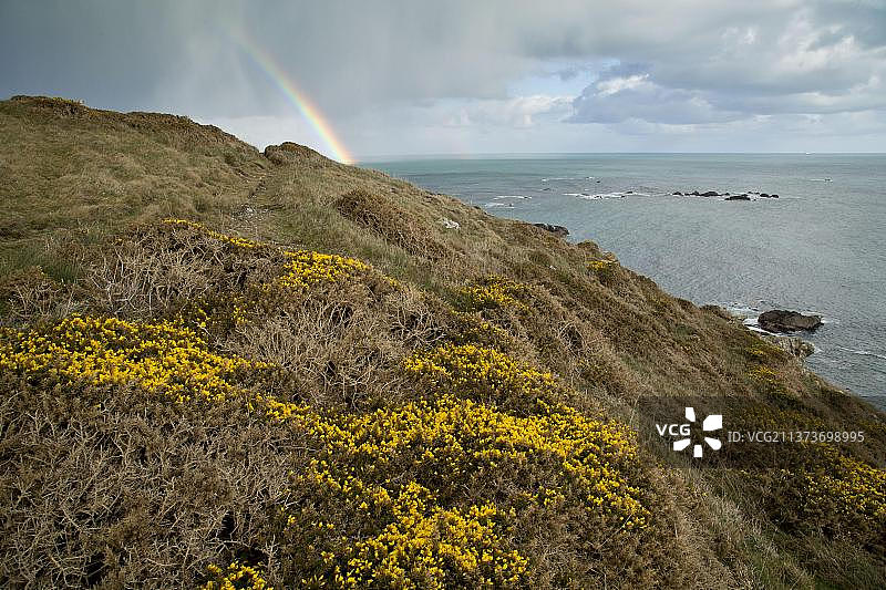 悬崖栖息地上的开花普通荆豆，背景是彩虹和雨云，蜥蜴角，蜥蜴半岛，康沃尔，英格兰，英国，欧洲图片素材