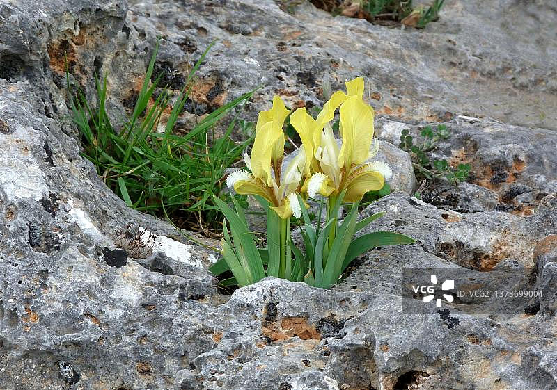 鸢尾花黄色变种，在希腊南部石灰岩缝隙中生长图片素材