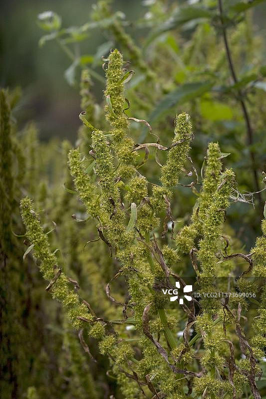 开花的沼泽酸模，诺福克，英国，大不列颠图片素材