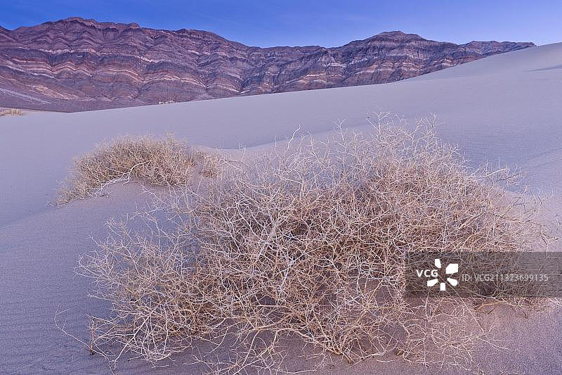 死亡谷莫哈维沙漠稀有亮面黄芪图片素材