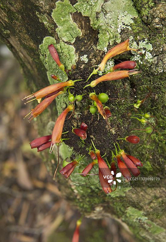 南非夸祖鲁-纳塔尔皇家纳塔尔国家公园哈勒荔枝花朵特写图片素材