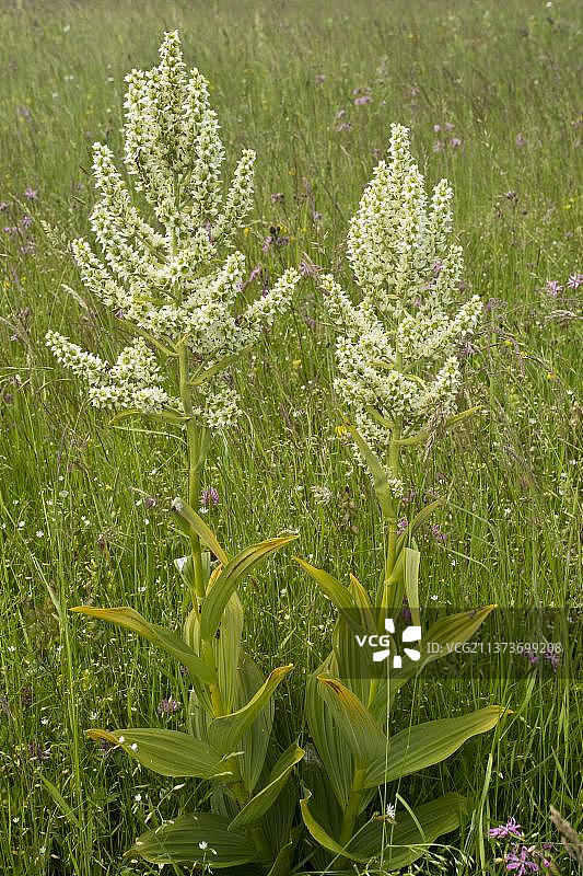白色喷嚏草图片素材