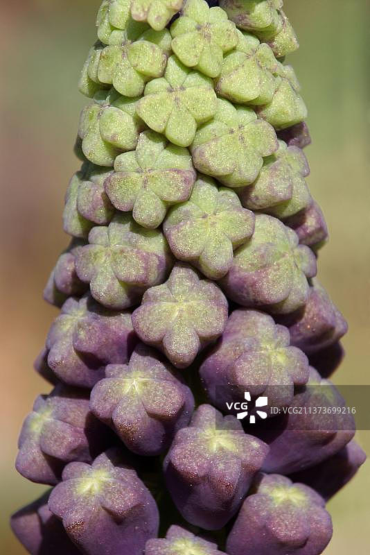 葡萄风信子（Muscari comosum），花蕾特写，意大利西西里图片素材