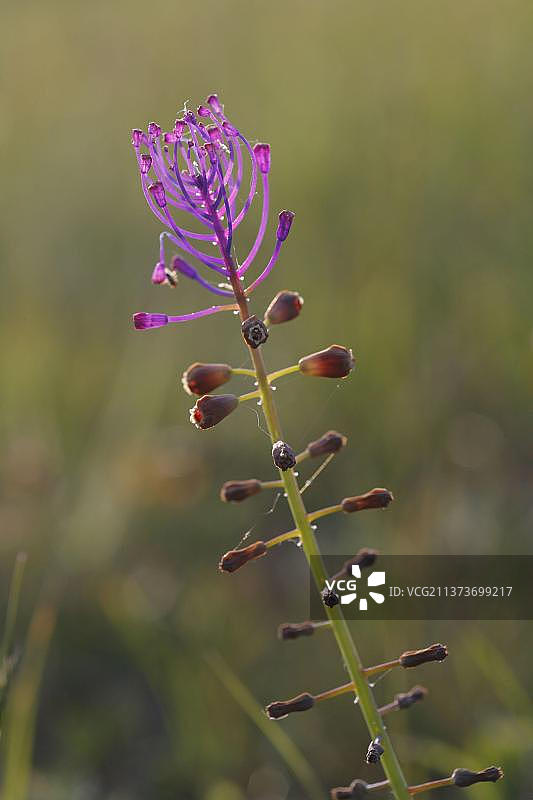 葡萄风信子花穗特写，法国图片素材
