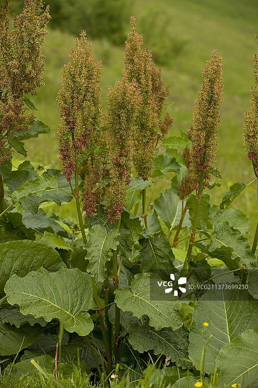 羊蹄属植物：山酸模，欧洲罗马尼亚图片素材