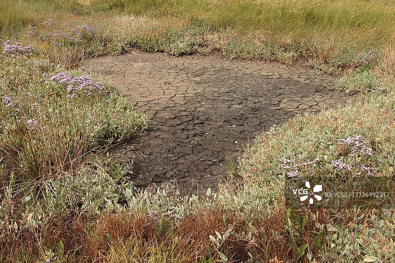 海虹和普通海薰衣草，在英国多塞特郡穆德福德的盐水池旁图片素材