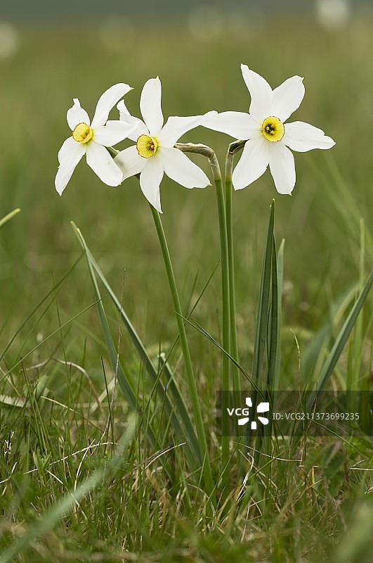 白色水仙花：山地草甸中的诗意盛开图片素材