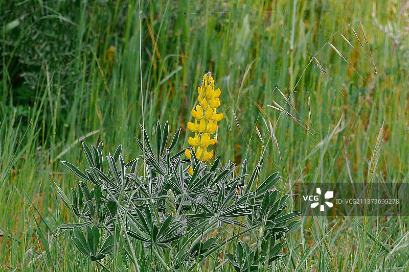 羽扇豆（黄羽扇豆）开花，位于葡萄牙阿连特茹图片素材