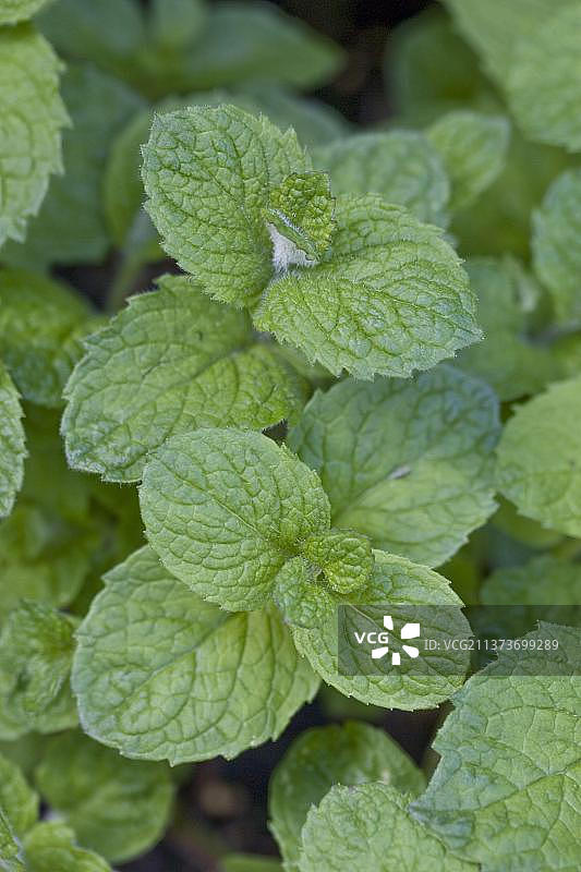 苹果薄荷（Mentha suaveolens），唇形科，苹果薄荷叶子特写，生长在草药园中，英格兰，夏季图片素材