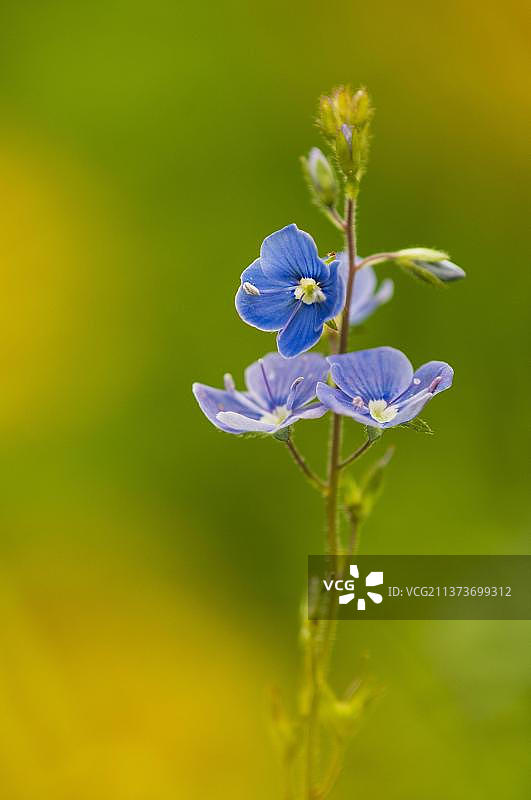 婆婆纳花朵特写，英国肯特郡，欧洲图片素材