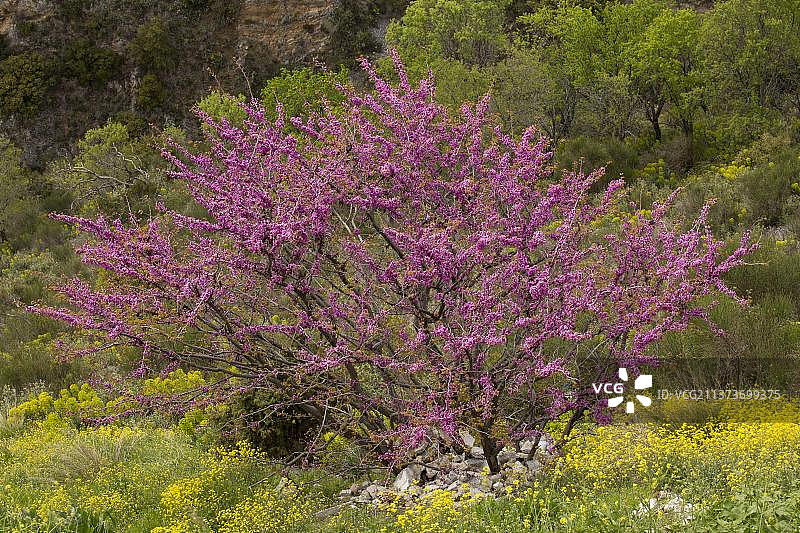 希腊欧洲地区盛开野花的紫荆树图片素材