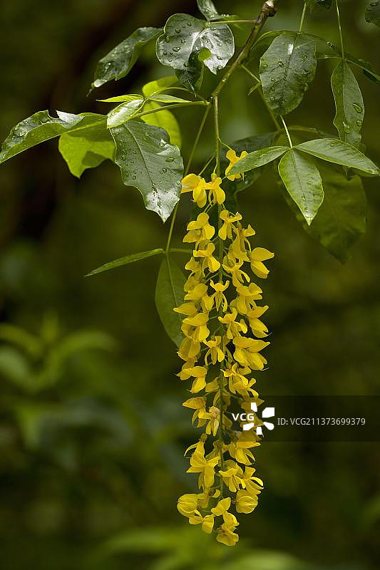 斯洛文尼亚朱利安阿尔卑斯山高山金链花朵特写图片素材