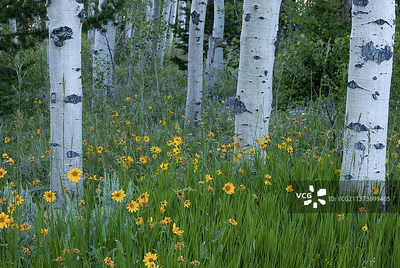 风河山脉风信子与颤杨图片素材
