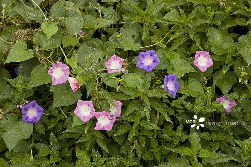 常见牵牛花，入侵物种，花期，生长在休耕地上，欧洲罗马尼亚图片素材