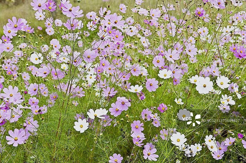 路边生长的墨西哥紫菀图片素材