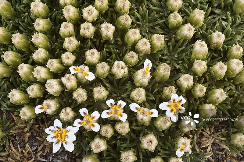 布卡提亚(Burkartia lanigera)的花朵和花蕾特写,蒙特莱昂国家公园,大西洋海岸,圣克鲁斯省,南巴塔哥尼亚,阿根廷,南美洲图片素材