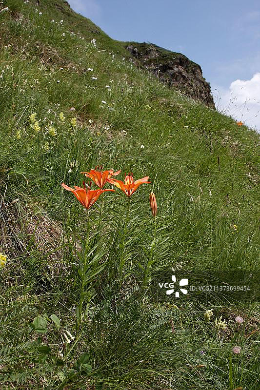 意大利阿尔卑斯山高山草甸上的橙色火百合图片素材