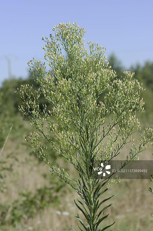 加拿大一枝黄花，香蒲， flowering，吉伦特省，法国，欧洲图片素材