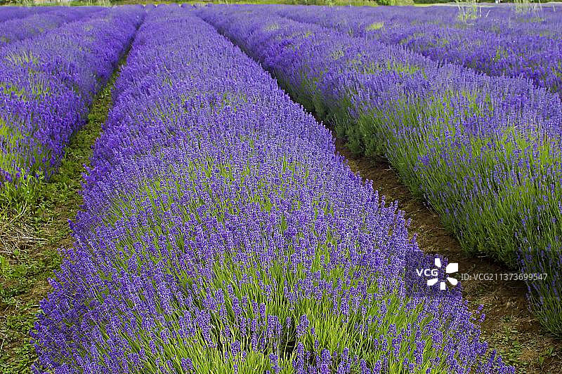 科茨沃尔德薰衣草花田，格洛斯特郡，英格兰，英国，欧洲图片素材