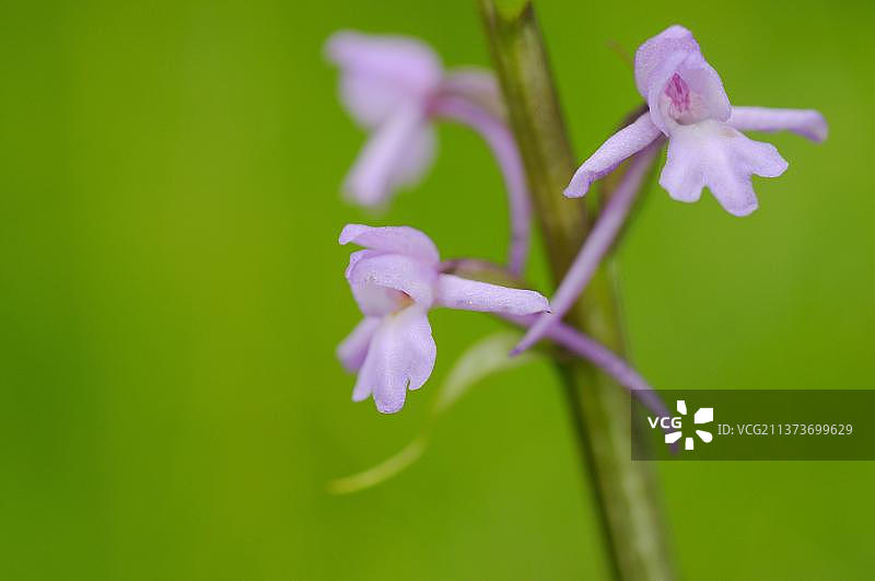 意大利欧洲香果 Orchis 兰花特写图片素材