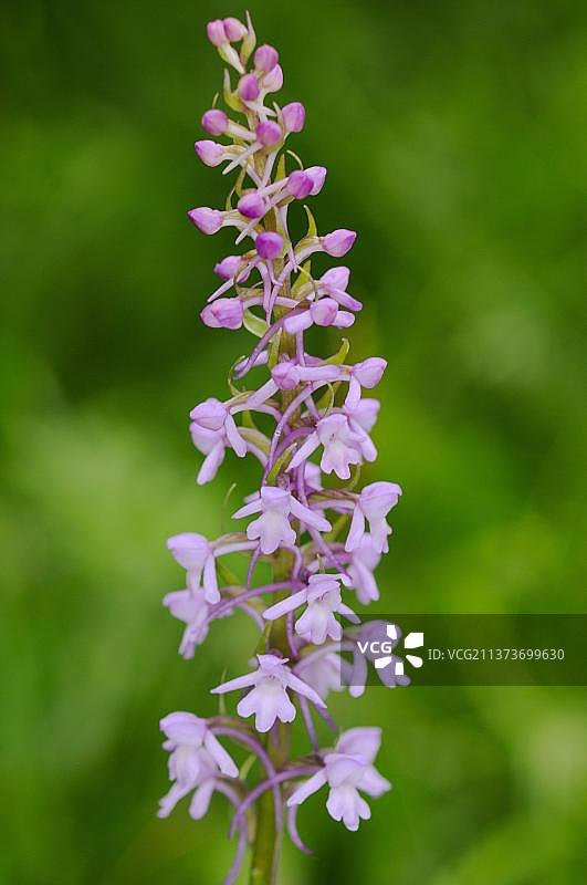 欧洲意大利的香花兰花花穗特写图片素材