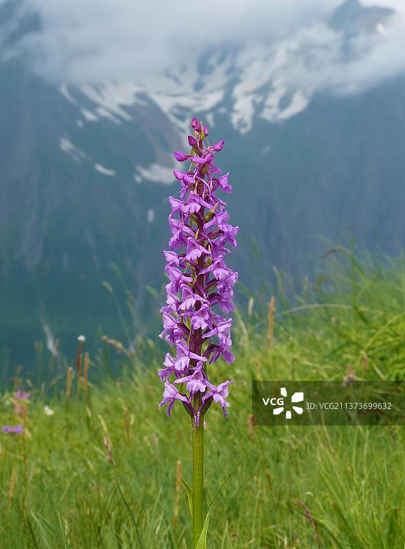 长距嚏根草图片素材
