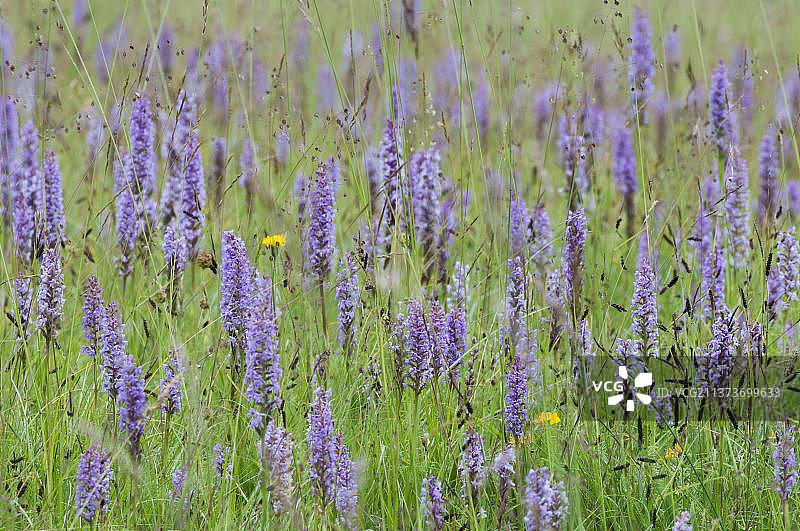 英格兰草原上生长的香 ऑर्किड图片素材