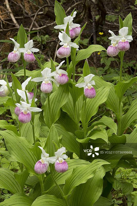 在北美加拿大安大略省沼泽地生长的艳丽杓兰(Cypripedium reginae)图片素材