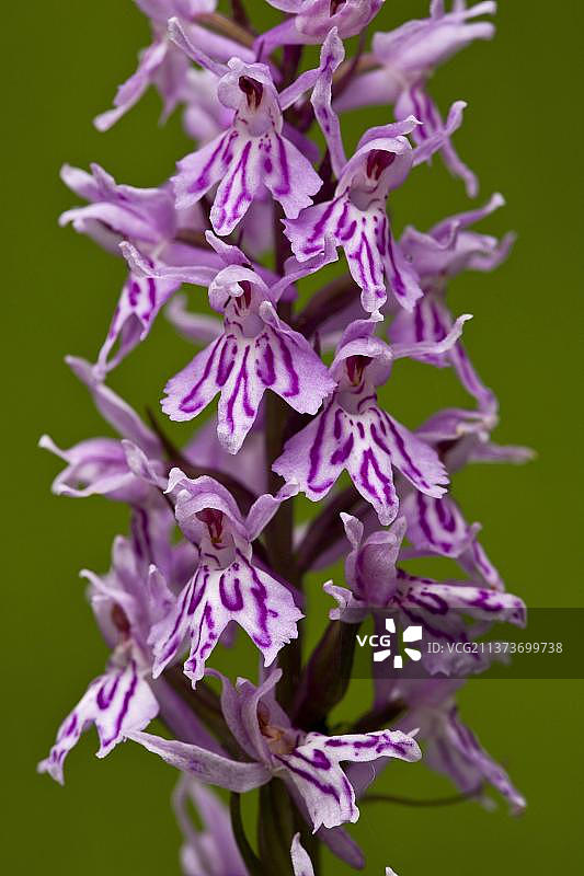 欧洲斯洛文尼亚的普通斑点兰花特写图片素材