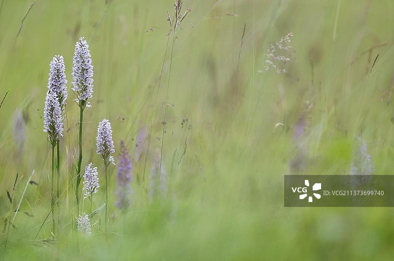 常见斑点兰花，生长在白垩草原上的花穗群，肯特，英国，欧洲图片素材