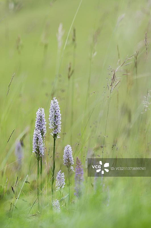 常见斑点兰花，生长在白垩草原上的花穗群，肯特，英国，欧洲图片素材