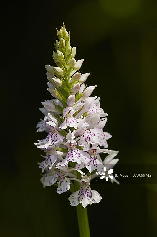 林地中生长的普通斑点兰花特写图片素材