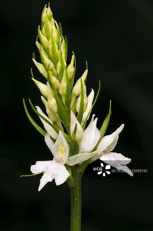 常见斑点兰花（Dactylorhiza fuchsii）特写，花穗，英国肯特郡图片素材