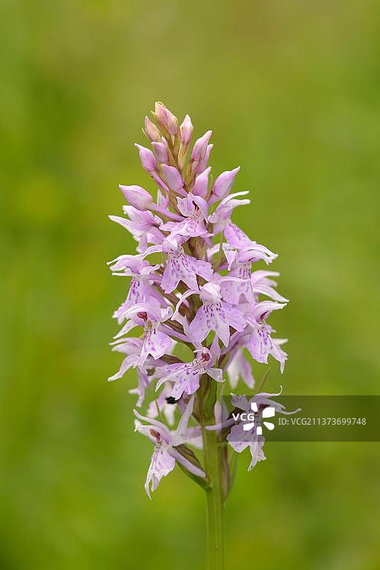 常见斑点兰花花穗特写，英国牛津郡图片素材