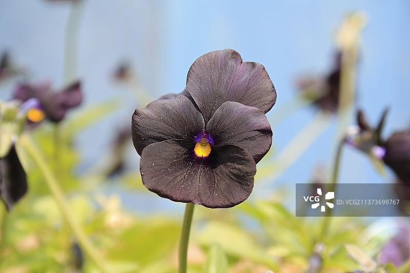 英国萨福克花园三色堇花朵特写图片素材