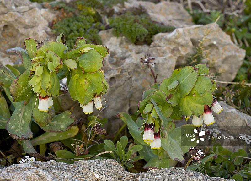 葡萄牙阿尔加维蜜根花图片素材