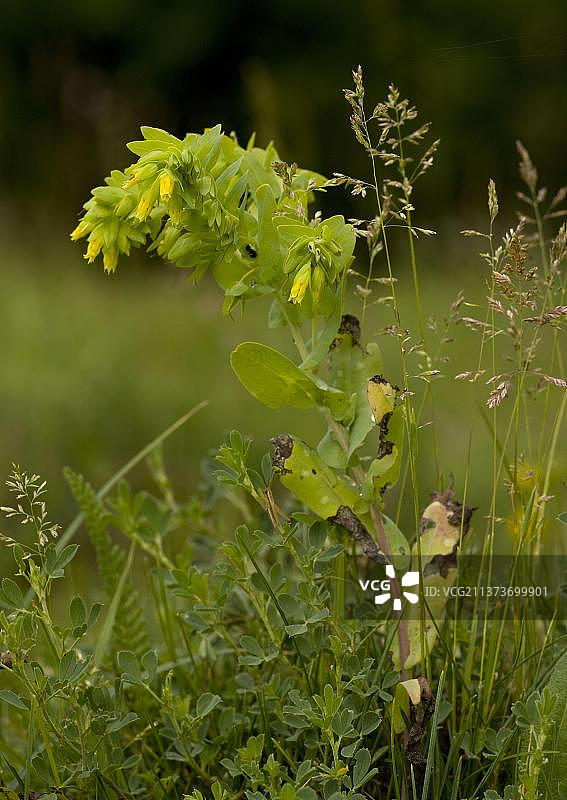 欧洲罗马尼亚开花的蜂草和矢车菊图片素材