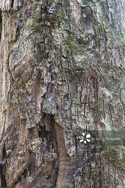 圭亚那伊沃克拉玛雨林软瓦拉巴树皮特写（Eperua falcata）图片素材