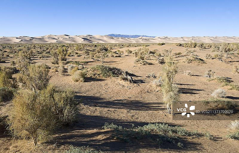 生长在沙漠栖息地的梭梭树林，蒙古国戈壁沙漠图片素材