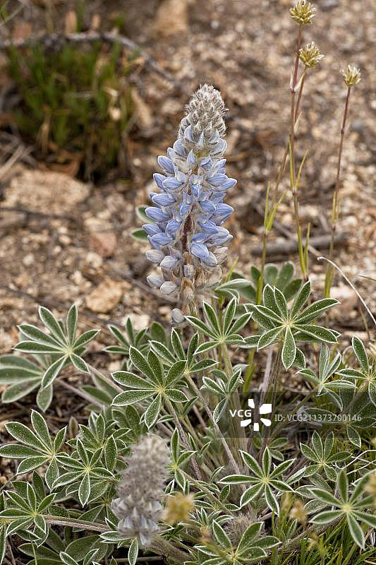 俄勒冈州阿什兰山上的阿什兰羽扇豆图片素材