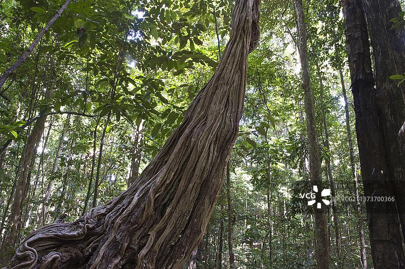 圭亚那高原伊沃克拉马雨林中的猴梯（Bauhinia sp.）图片素材