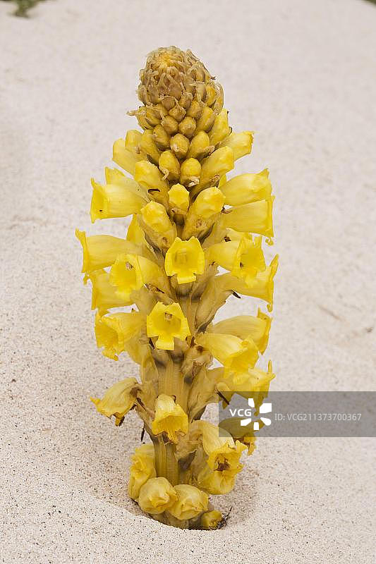 黄花茅（Cistanche phelypaea）开花，寄生在藜科植物上，生长在兰萨罗特岛加那利群岛的沿海沙丘上图片素材