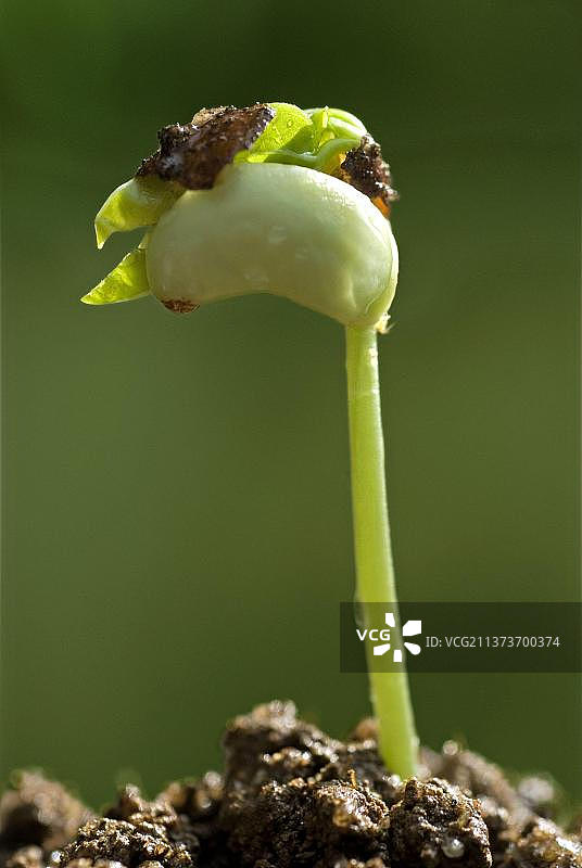 豇豆发芽的幼苗图片素材